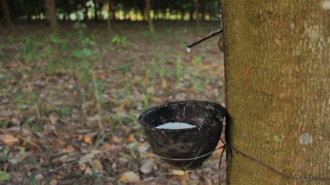 Tapping latex from a rubber tree in Thailand