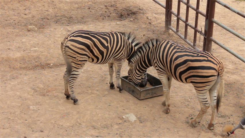 two zebras eat food zoo Stock Footage Video (100% Royalty-free) 6593852