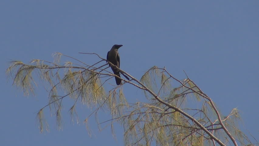Crow bird,  raven corvus perched on tree branch among leaf in park, animal looking watching for hunting, freedom predator by day Royalty-Free Stock Footage #6593897