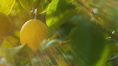 Pan across beautiful lemon tree. Slow motion.