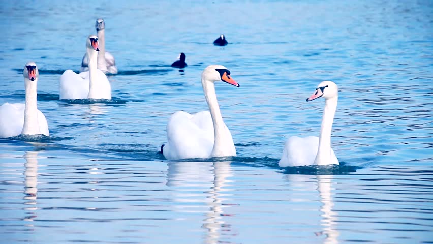 Beautiful Swans swimming