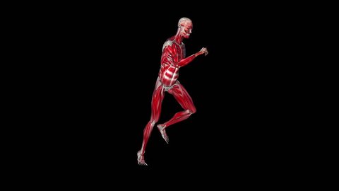 Skeleton running morphing into Human, black
