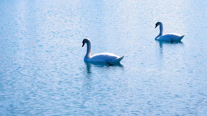 Two swans 2