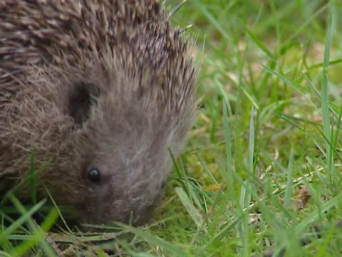 European Hedgehog, Erinaceus europaeus, foraging - close up. The hedgehog feeds on small creatures like insects, worms, small rodents, frogs and snakes.