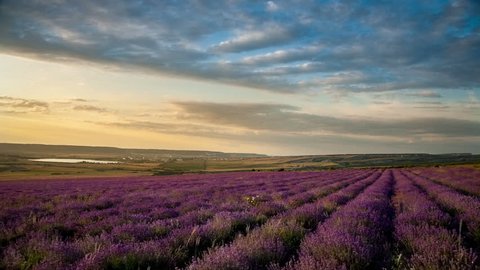 Lavender field under blue sky with clouds at sunset. Timelapse.
