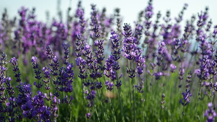 Flowering Sprigs of Lavender Swaying Stock Footage Video (100% Royalty ...