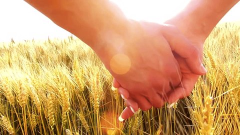 Young couple walking across the wheat field, close-up male and female holding hands,flare light, unrecognizable people.Sunset, high speed camera, slow motion