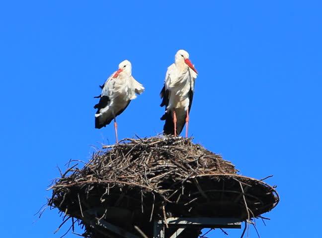 Two storks in a nest, blue sky in background  