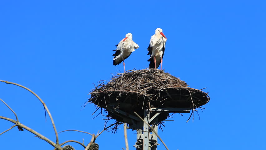 Two storks in a nest, blue sky in background  