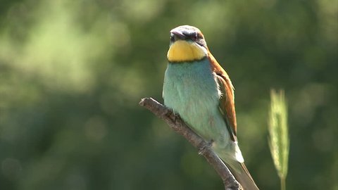 Birds Bee-eaters (Merops apiaster) landed on perch in field hunting insects