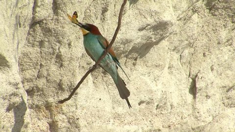 Bird Bee-eaters nesting in nest in sand wall and waiting for female with butterfly. 