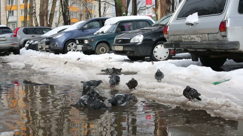 Crowd of dirty pigeons washes in puddle near car parking