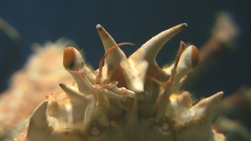 Japanese Giant Crab