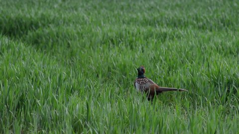 Pheasant Keeping Alert and Foraging
