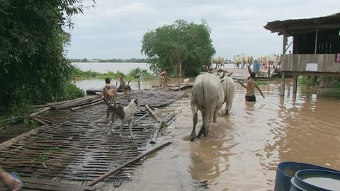 Mekong River -  October 2013:  Farmers leading a herd of white cows to the ferry pier through a flooded path during the monsoon season