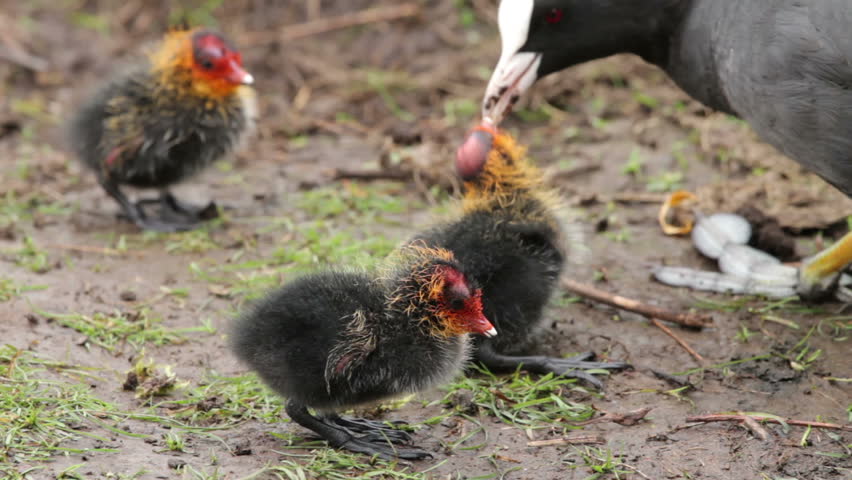 Coot feeding young chick