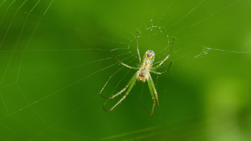 Orchard spider - Leucauge venusta image - Free stock photo - Public ...