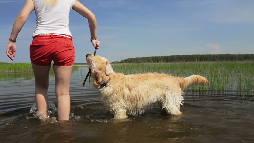 Healthy dog and happy owner play together.
Golden retriever and his owner, blond lady, are playing in river. Owner throws and plays with stick and dog tries to fetch and catch it. 
