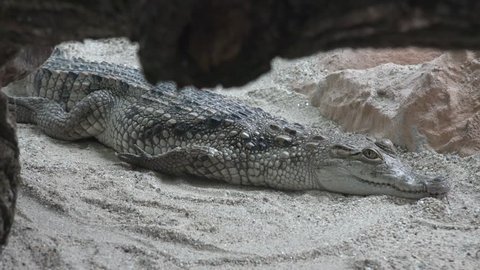 Ultra HD 4k Nile Crocodile Baby, Still, Unmoved Alligator Resting, Crocodylus Niloticus