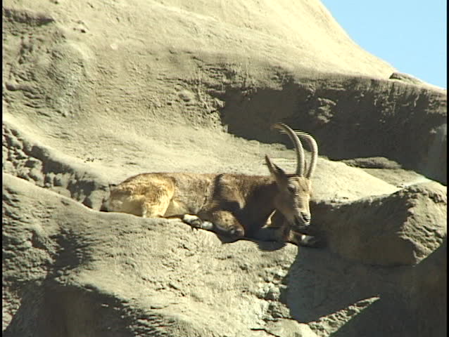 Mountain Goat
