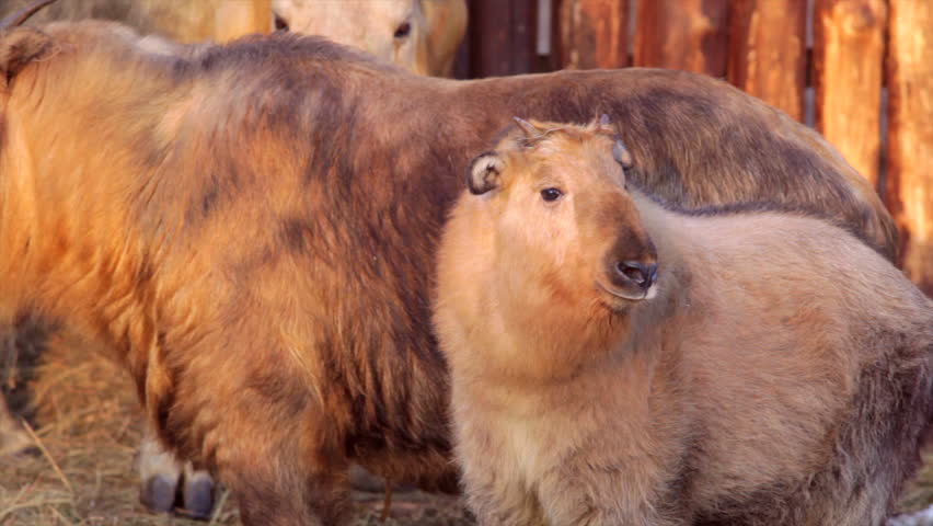 A young takin, standing near his mother, looking around and sniffing cold air.  Animal portrait of a golden goat antelope cub. Very rare representative of the Chinese wildlife.