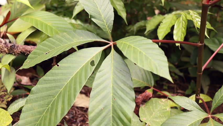 Filling tree