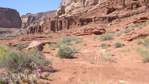 Spring flowers and cacti blossom in the canyon near white rim road Utah