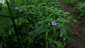 Rack focus and tilt up from a purple flower in the dense forest to a dirt path winding through the misty, foggy mountains. - Powered by Shutterstock - Get 15% off with code: PIKWIZARD15
