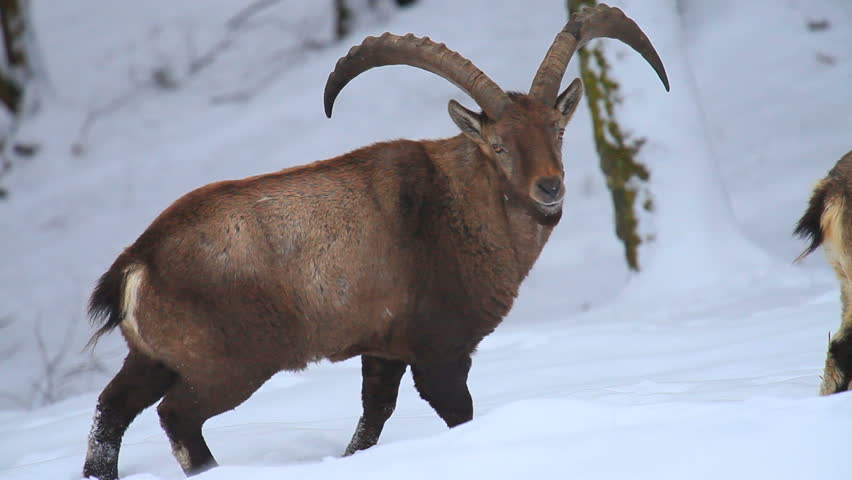 Ibex Stock Footage Video (100% Royalty-free) 662419 | Shutterstock