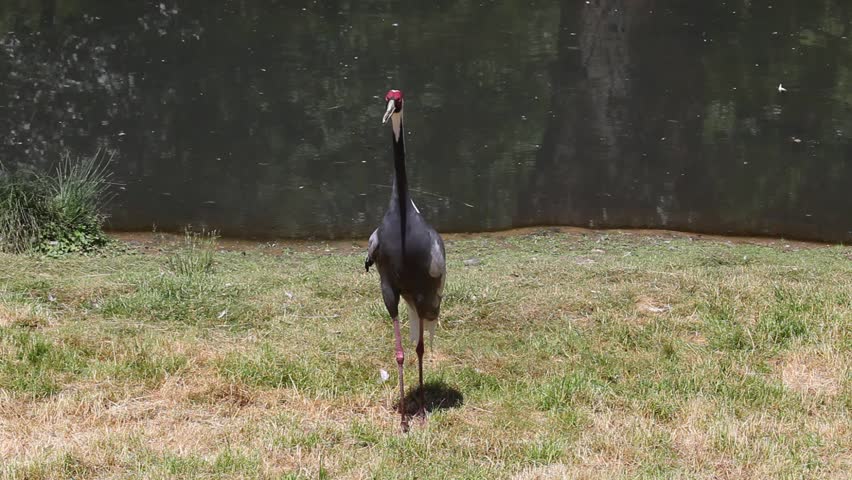 Lonely White-naped crane bird (Grus Vipio) on the river bank