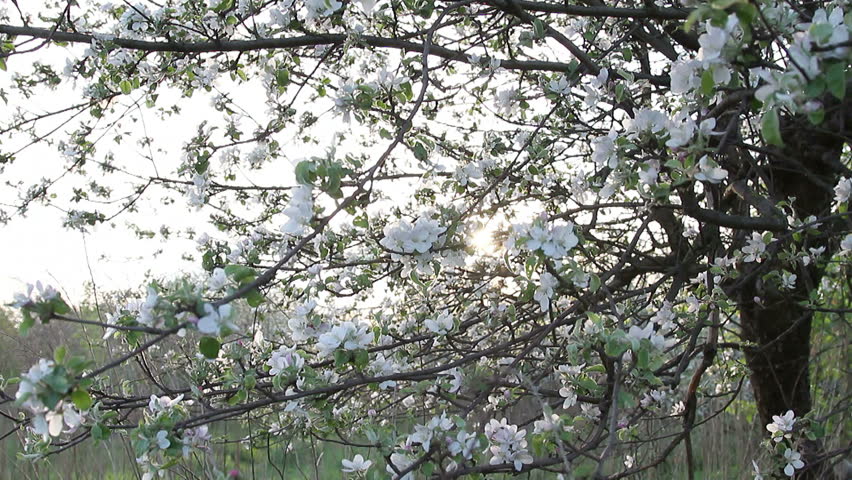 Apple Tree Blossom Beautiful Romantic Stock Footage Video 100 Royalty Free Shutterstock