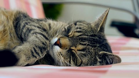 cat having sex make love Stock Footage Video (100% Royalty-free