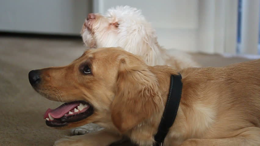 Golden retriever and terrier poodle mix dogs practicing stay and wait commands HD | Shutterstock HD Video #662608