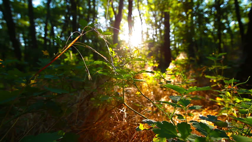 morning in the forest. the sun's rays pass through trees Royalty-Free Stock Footage #6626975