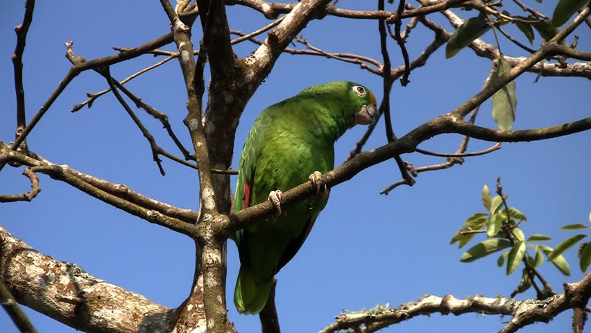 Green Colombian Parrot Standing On Stock Footage Video (100% Royalty ...