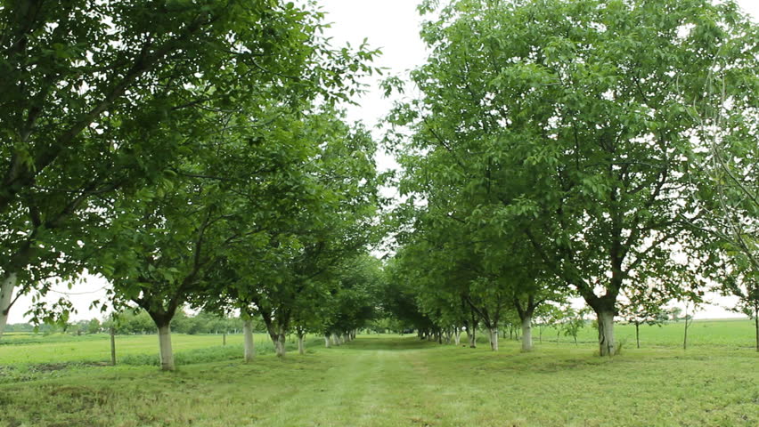 مزارع أشجار الفاكهة في أوكلاهوما