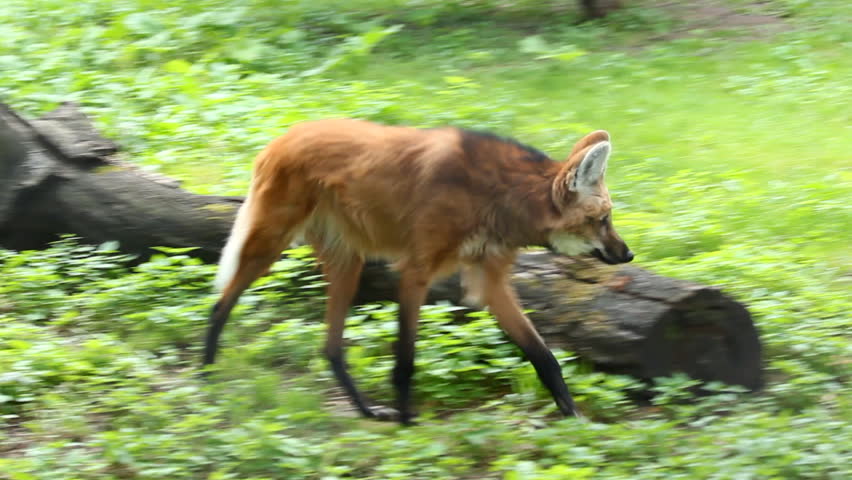 Maned wolf (Chrysocyon brachyurus) is the largest canid of South America, resembling a large fox with reddish fur.  Royalty-Free Stock Footage #6635501
