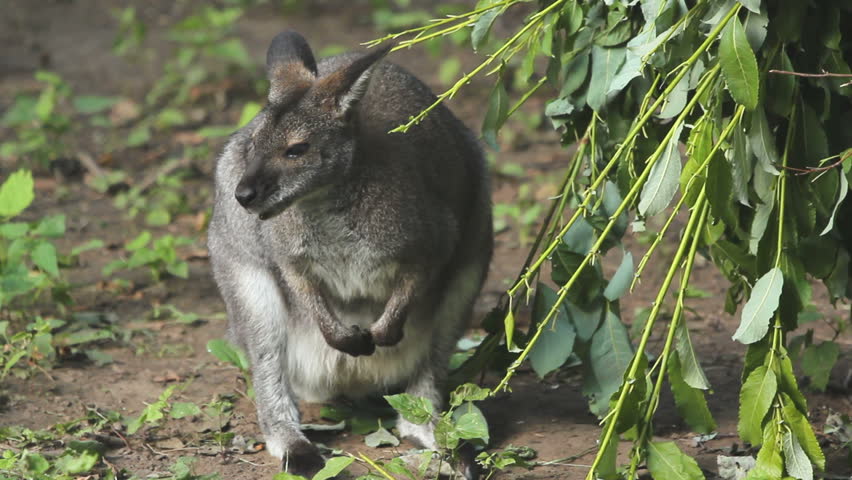Red-necked wallaby (Macropus rufogriseus)  Royalty-Free Stock Footage #6635510