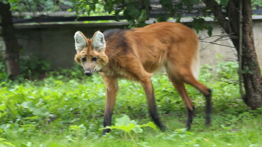 Maned wolf (Chrysocyon brachyurus) is the largest canid of South America, resembling a large fox with reddish fur.  Royalty-Free Stock Footage #6635513