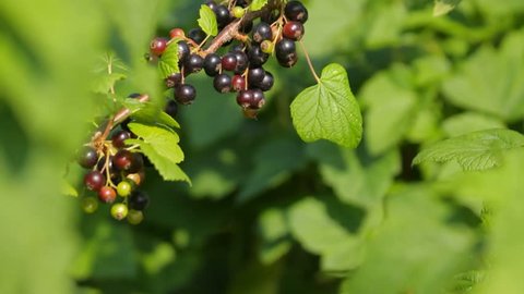 The blackcurrant branch with berries in the garden in summer, close-up