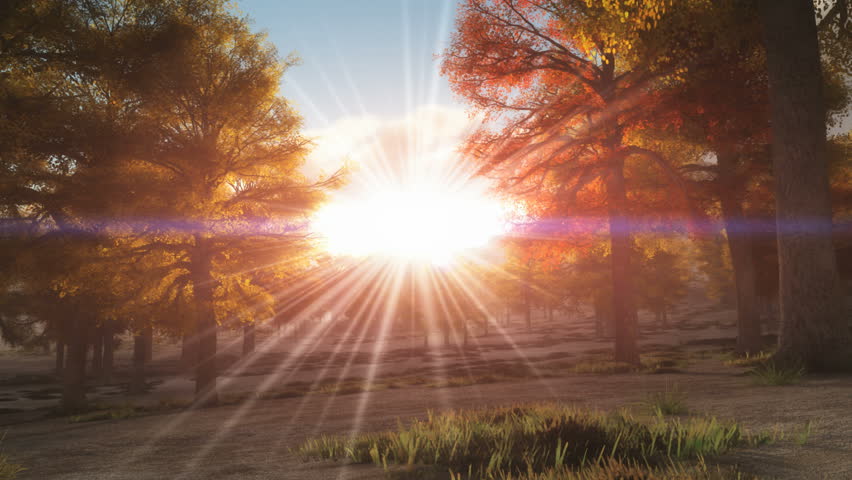 Autumn forest | Shutterstock HD Video #6637118