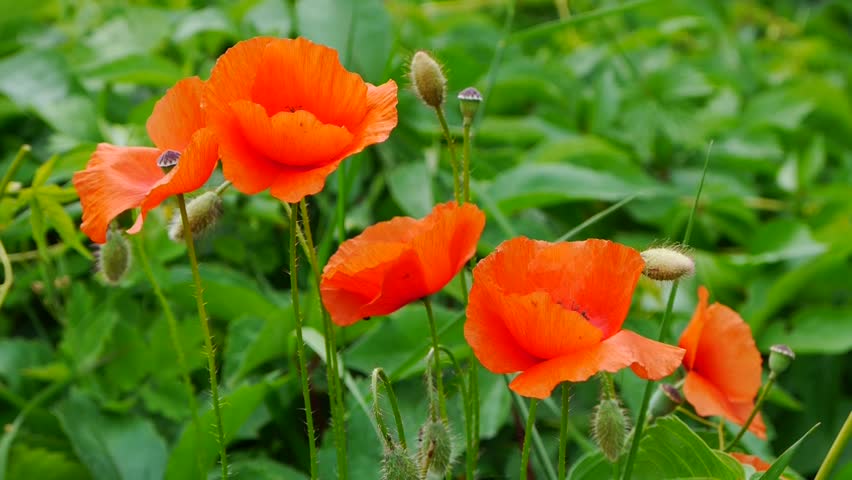 red weed on green spring poppy Stock Footage Video (100% Royalty-free ...