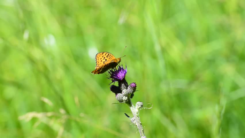 Silver-washed Fritillary on Violet Flower image - Free stock photo ...