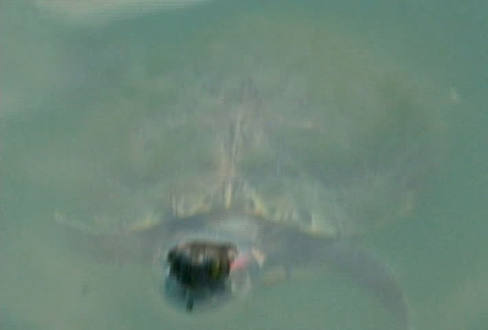 Turtle In Water