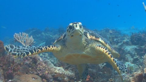 Hawksbill sea turtle swimming toward camera in Cozumel Mexico