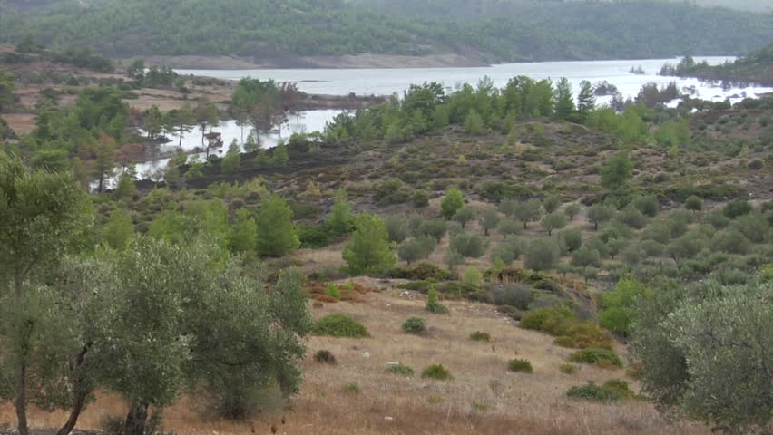 Olive Trees Greece Surrounding Limni Fragmatos Stock Footage Video 100 