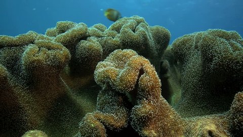 Soft corals underwater in Moalboal, Philippines
