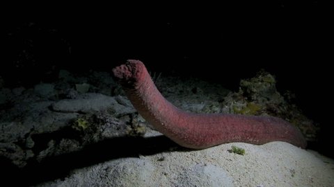 Alien looking sea cucumber standing upright at night underwater in Apo Island, Philippines