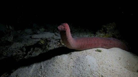 Alien looking sea cucumber standing upright at night underwater in Apo Island, Philippines