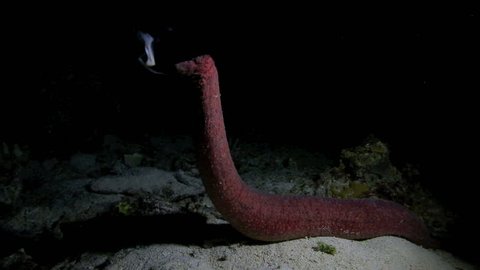 Sea cucumber ejaculates underwater at night in Apo Island, Philippines